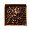 Wurm Mix Cannaspot LifeSoil Living Soil Kompostwürmer