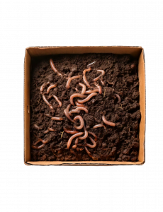 Wurm Mix Cannaspot LifeSoil Living Soil Kompostwürmer
