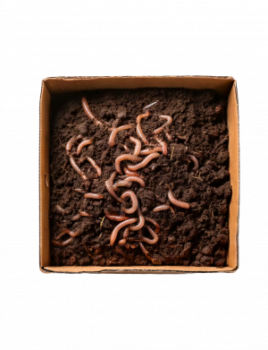 Wurm Mix Cannaspot LifeSoil Living Soil Kompostwürmer