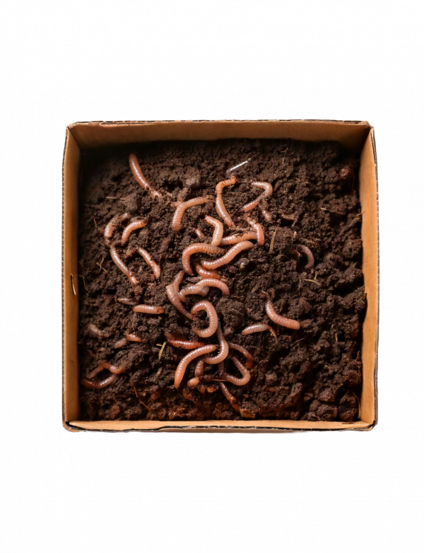 Wurm Mix Cannaspot LifeSoil Living Soil Kompostwürmer