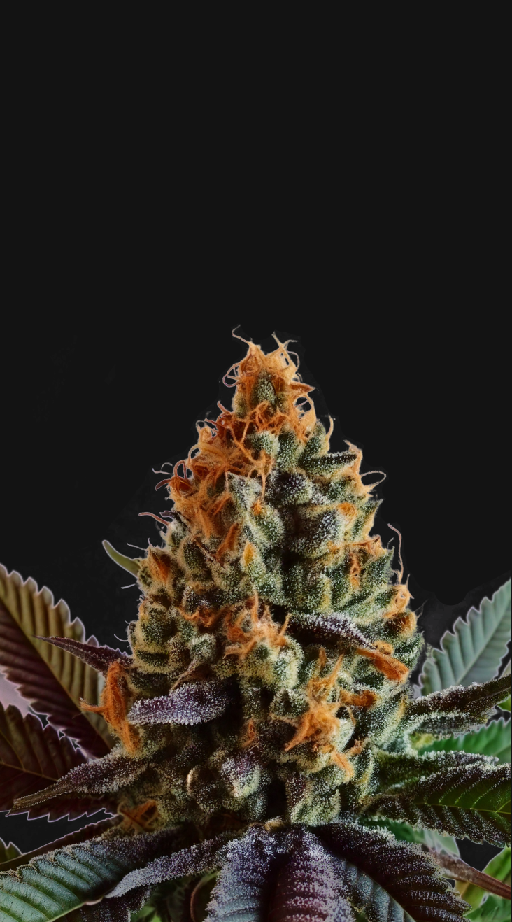 ZKITTLEZ Feminized THC Seed Emerald Triangle Cannaspot LifeSoil Cannabis Seed ZKITTLEZ Feminisierte THC-Samen Emerald Triangle Cannaspot LifeSoil Cannabis-Samen